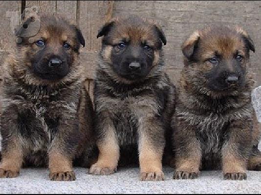 GERMAN SHEPHERD